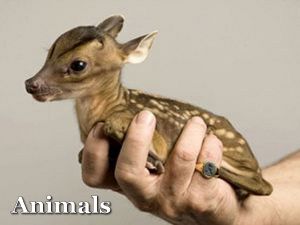 animals